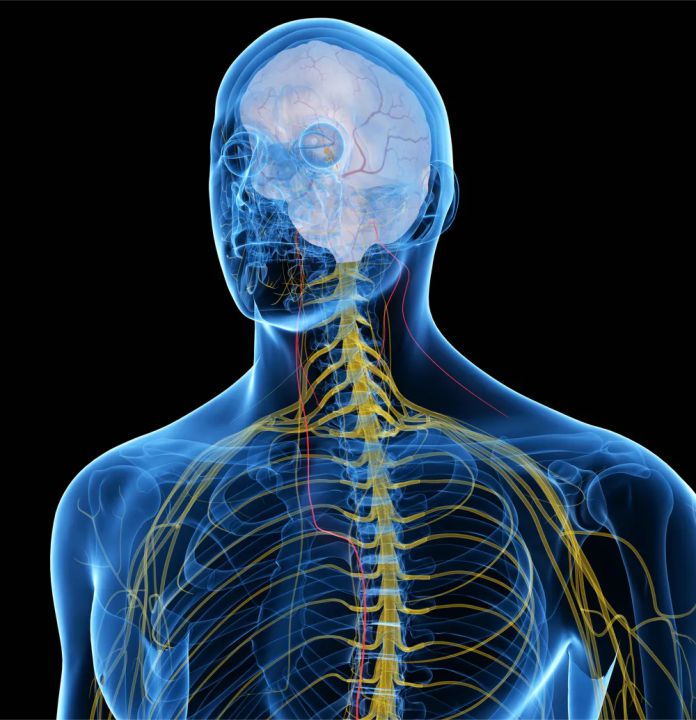 9 datos fascinantes sobre el nervio vago que debes conocer