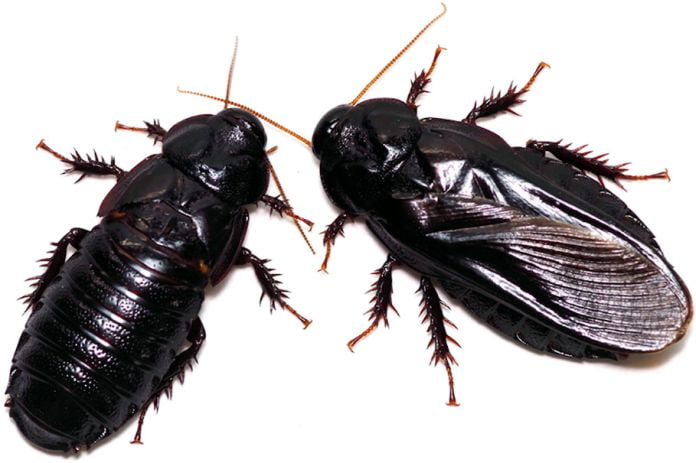 Cucarachas caníbales