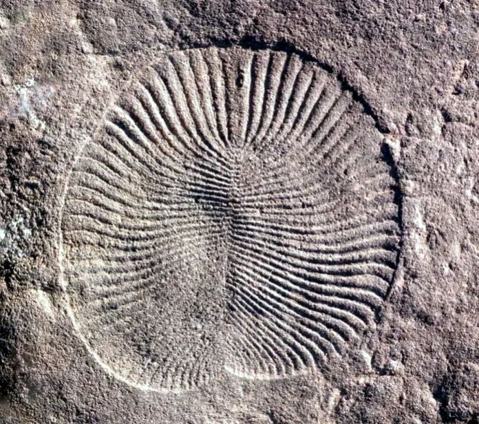 Fósil de Dickinsonia