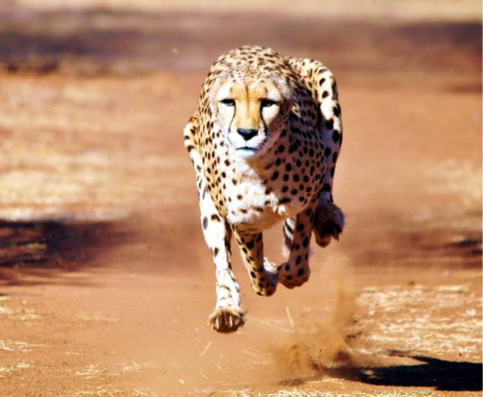 Realmente el guepardo es el animal más rápido de la Tierra