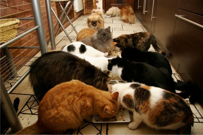 Refugio de gatos