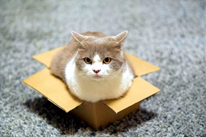 Por qué a los gatos les gustan tanto las cajas