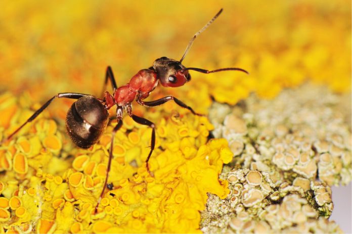 Científicos descubren que las hormigas pueden detectar el cáncer en la orina