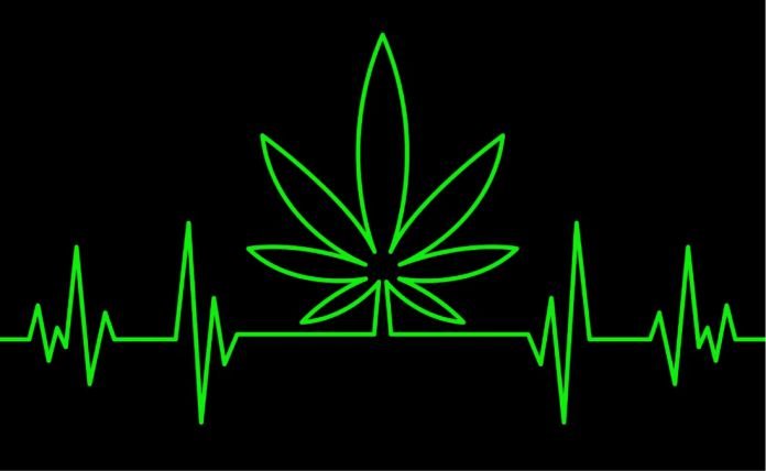 Estudio relaciona el consumo diario de marihuana con un mayor riesgo de enfermedad cardíaca