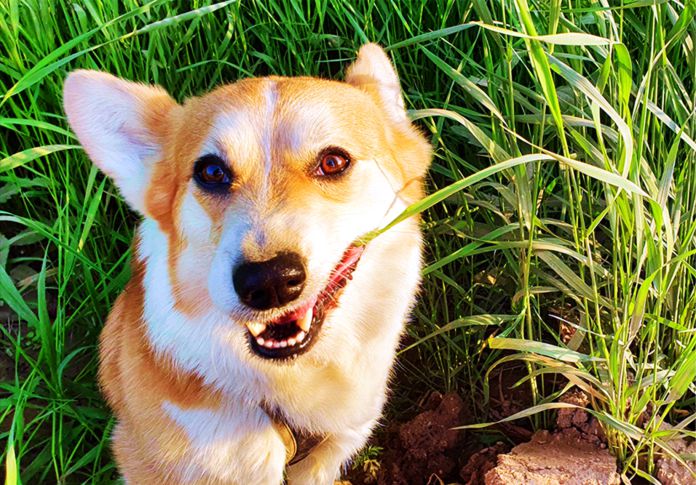 Las verdaderas razones por la que los perros comen hierba