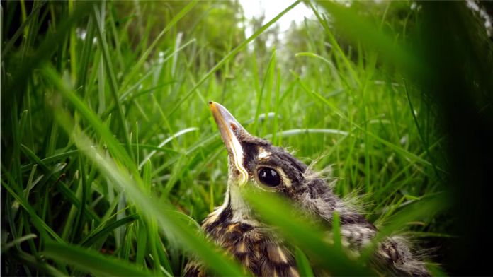 Lo que deberías saber antes de rescatar a un pájaro caído del nido