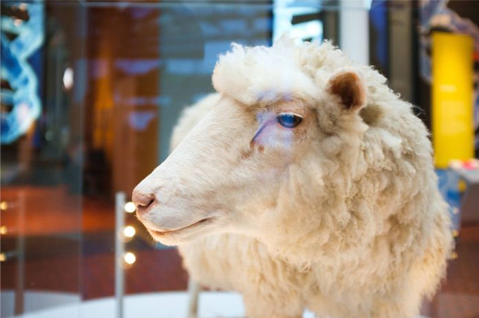 ¿Cuál fue el destino de la oveja Dolly?