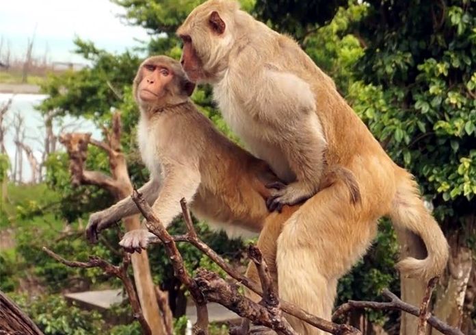 Los monos machos prefieren sexo homosexual