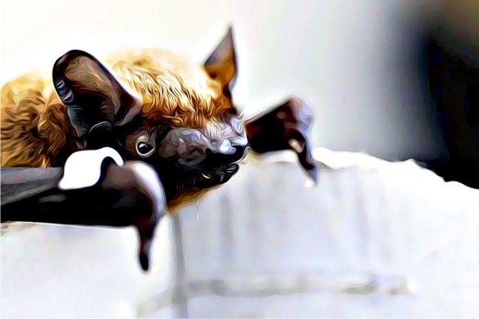 Un estudio con murciélagos revela claves para prevenir la próxima pandemia