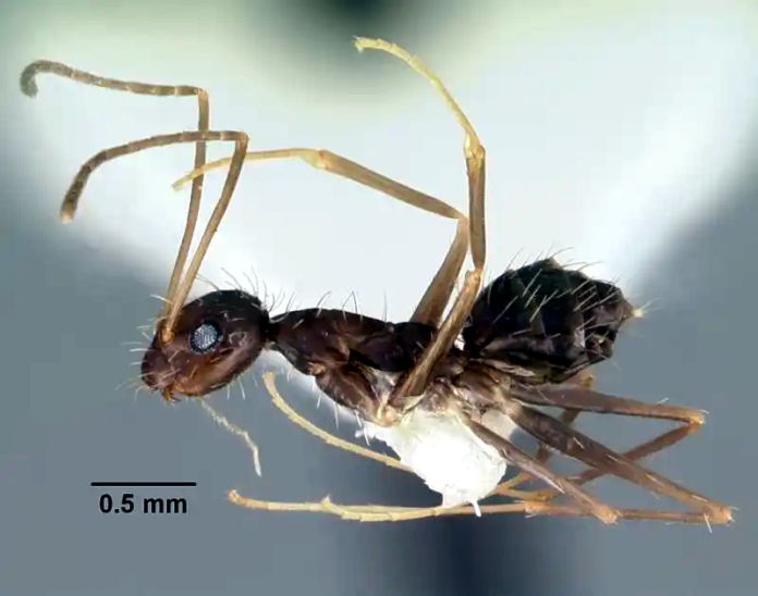 La veloz proliferación de la hormiga loca